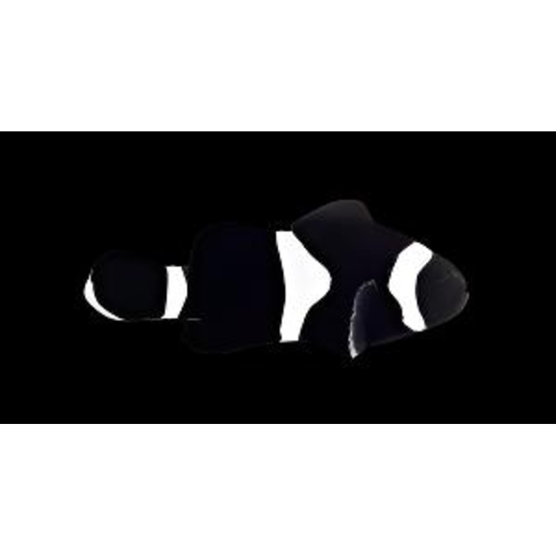 Ocellaris Noir (Clownfish)