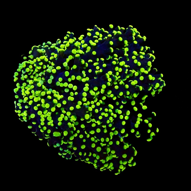 Octo Spawn Branching Neon Tip