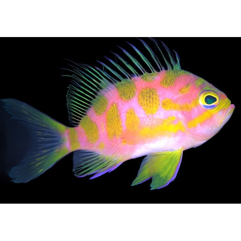 Odontanthias borbonius (Borbonius Anthias)