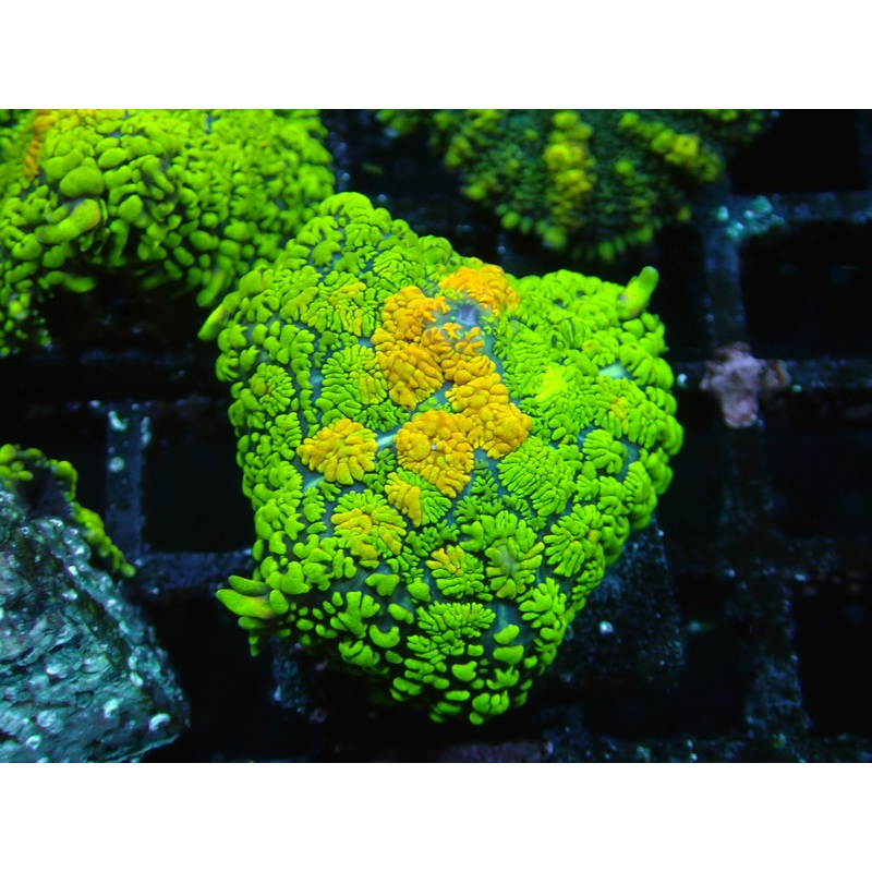 Orange Mouthed Green Rhodactis Mushroom