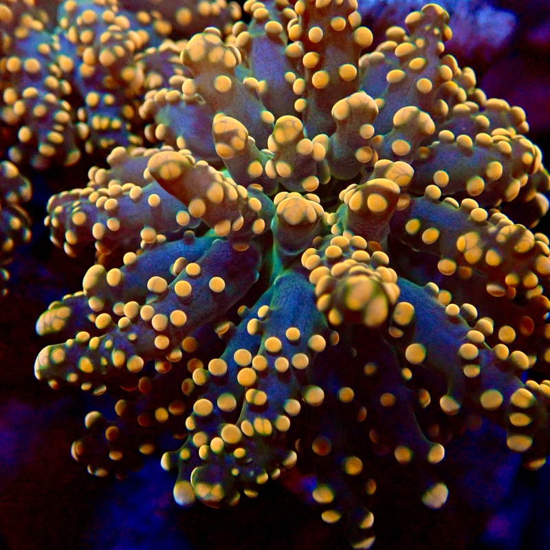 Orange Tip golden Stem Octo Spawn par tte