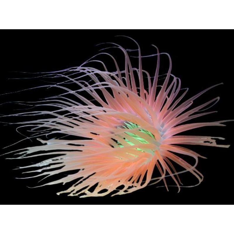 Orange tube anemone