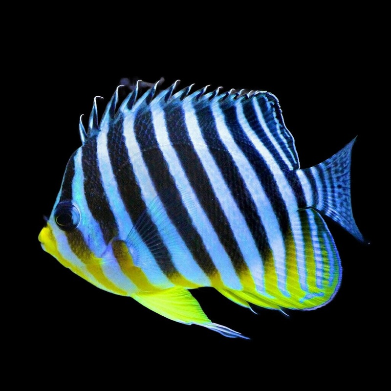 Paracentropyge multifasciata (Multi-Barred Angelfish)