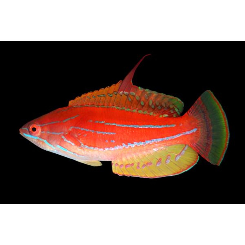 Paracheilinus flavianalis (Yellowfin Flasher Wrasse)