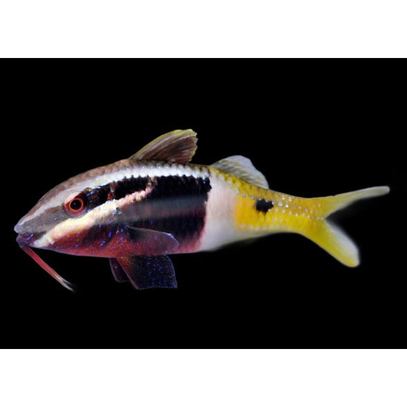 Parupeneus barberinoides (Bicolor Goatfish)
