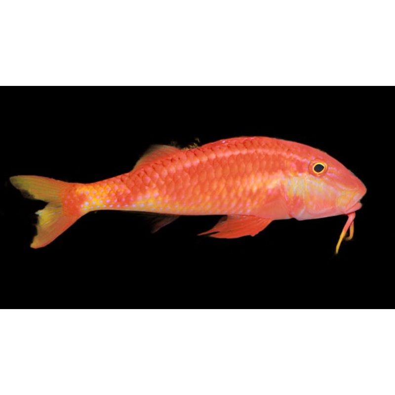 Parupeneus multifasciatus (Red Goatfish)