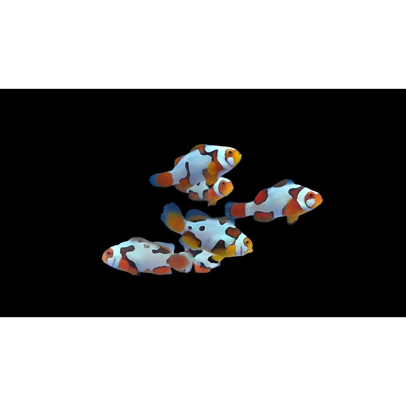 Picasso Ocellaris (Clownfish)