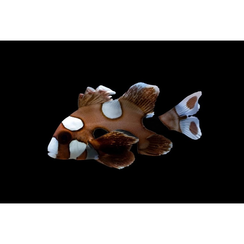 Plectorhinchus chaetodonoides (Spotted Sweetlips)