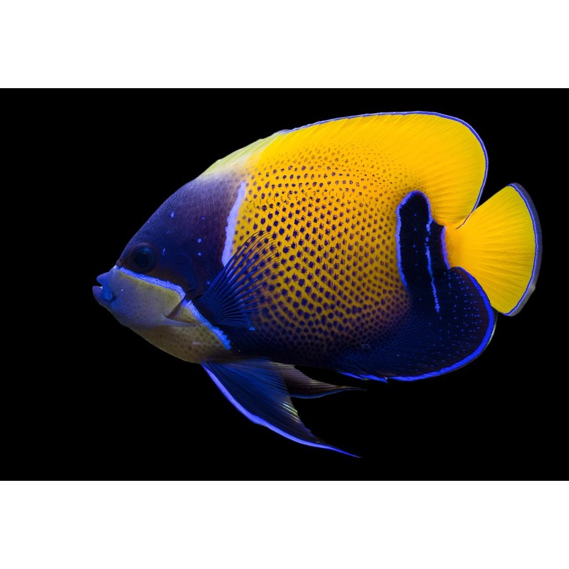 Pomacanthus navarchu (Majestic Angelfish)