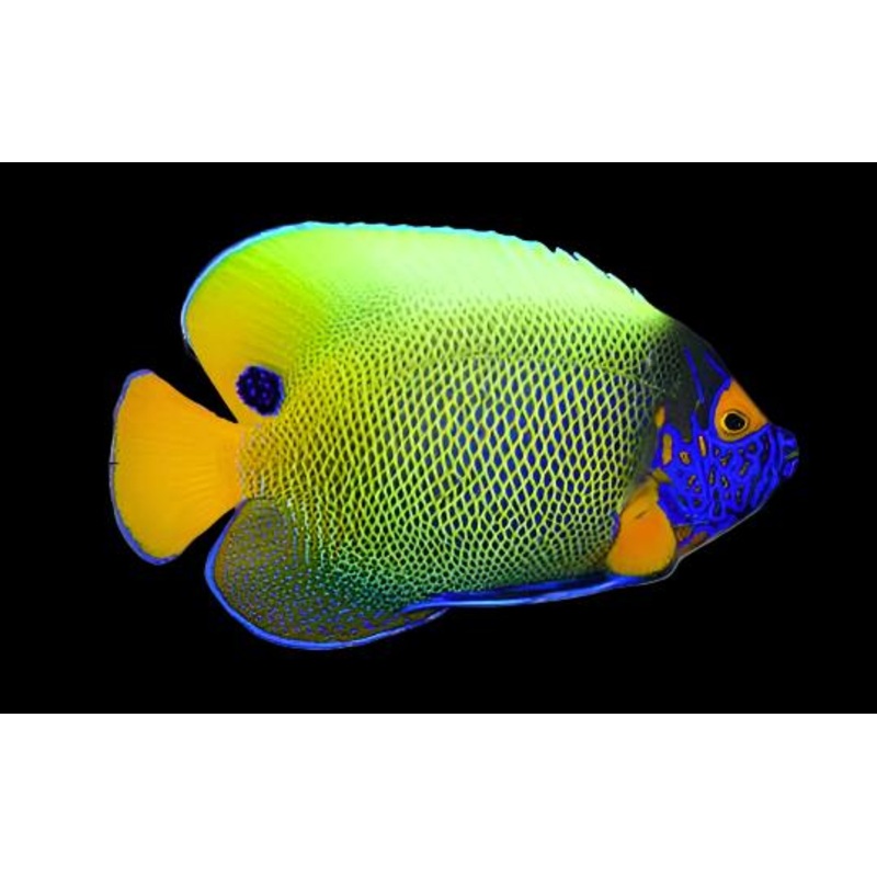Pomacanthus xanthometopon (Blueface Angelfish)