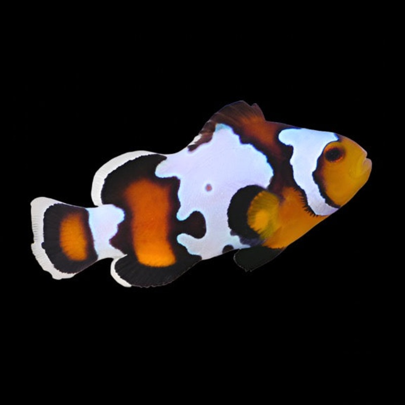 Premium Blacker Ice Ocellaris (Clownfish)