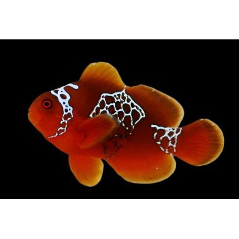 Premnas biaculeatus (Lightning Maroon Clownfish)