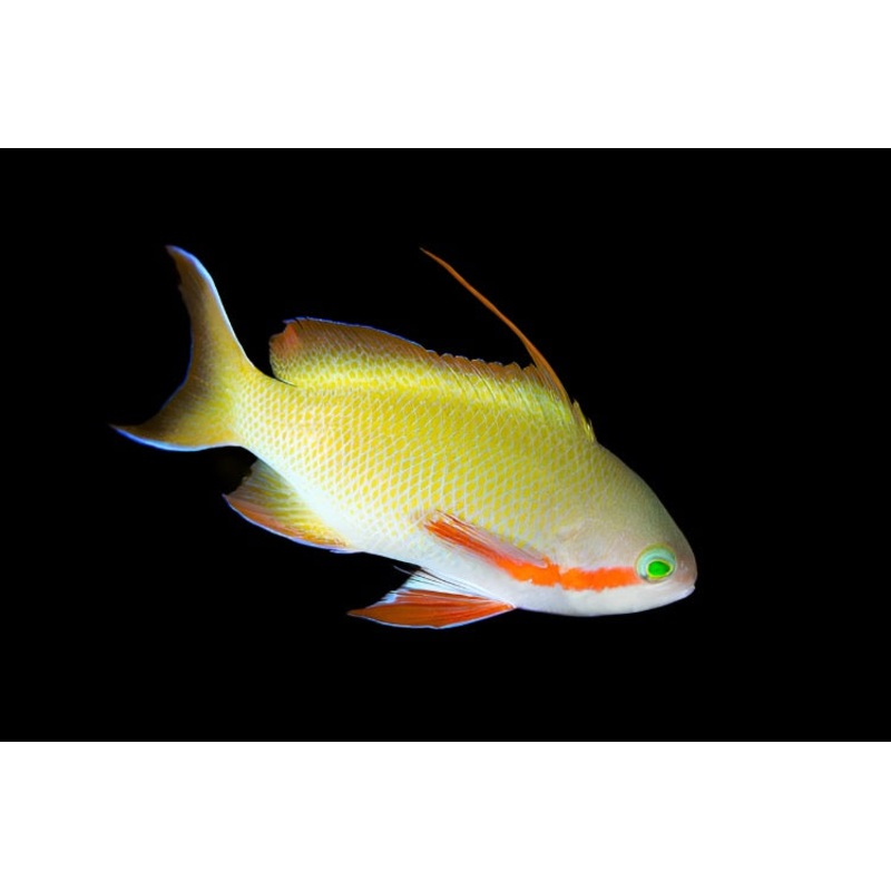 Pseudanthias huchtii (Huchtii Anthias)