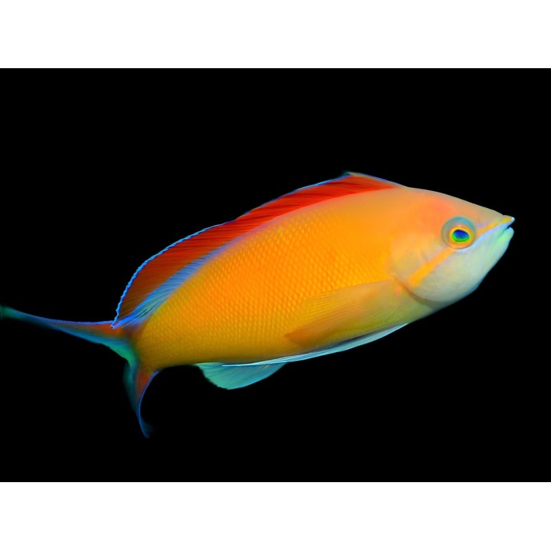 Pseudanthias ignitus (Ignitus Anthias)
