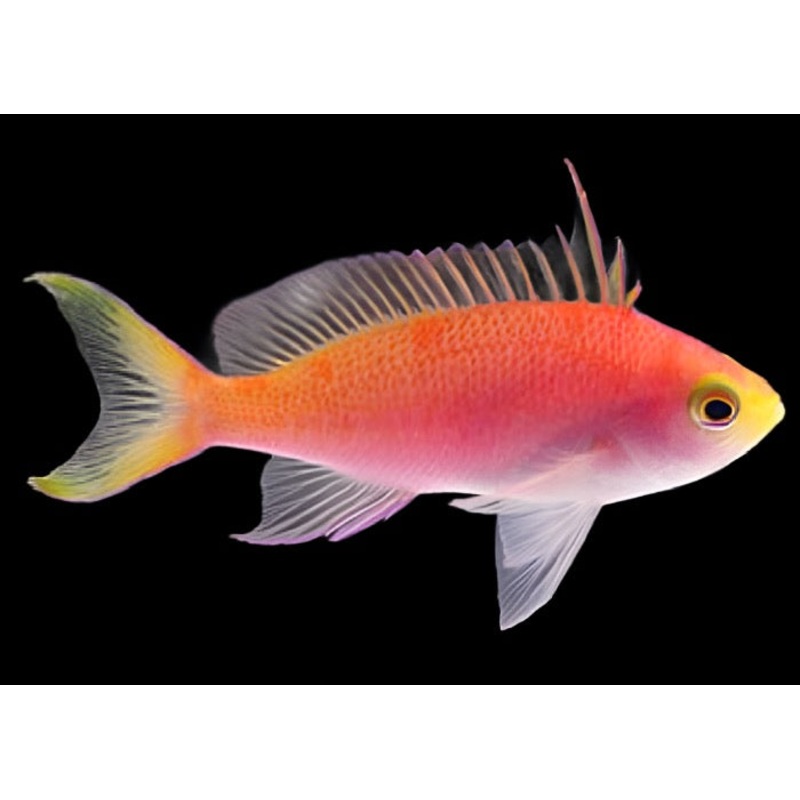 Pseudanthias randalli (Randall's Anthias)