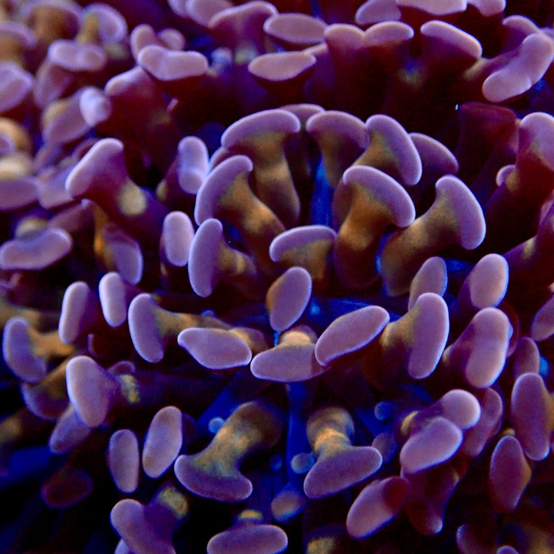 Purple Gold Branching Hammer par tte