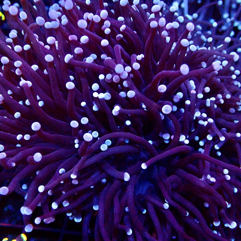Purple Rain Torch par tte
