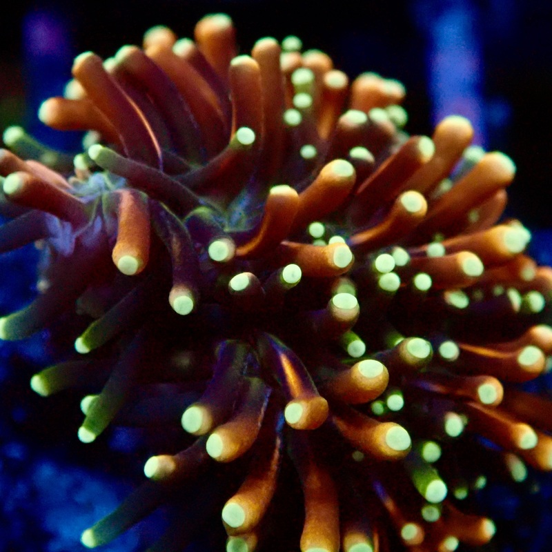 RS Galaxea Rainbow  Coral Frag
