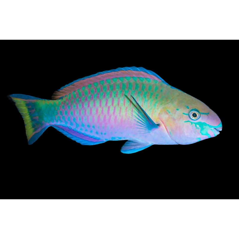 Scarus quoyi (Quoy's Parrotfish large)