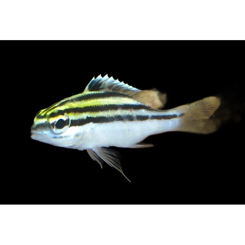 Scolopsis bilineatus (Two-line Monocle Bream)