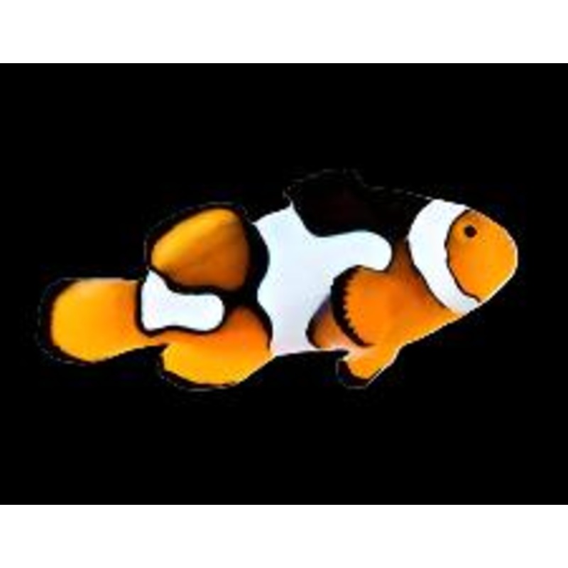 Semi Onyx Ocellaris (Clownfish)