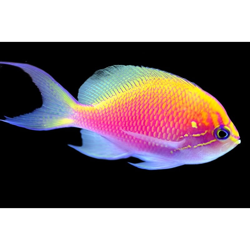 Serranocirrhitus latus (Sunburst Anthias)