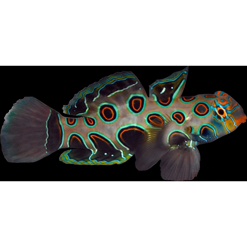 Synchiropus picturatus (Spotted Mandarin Goby)