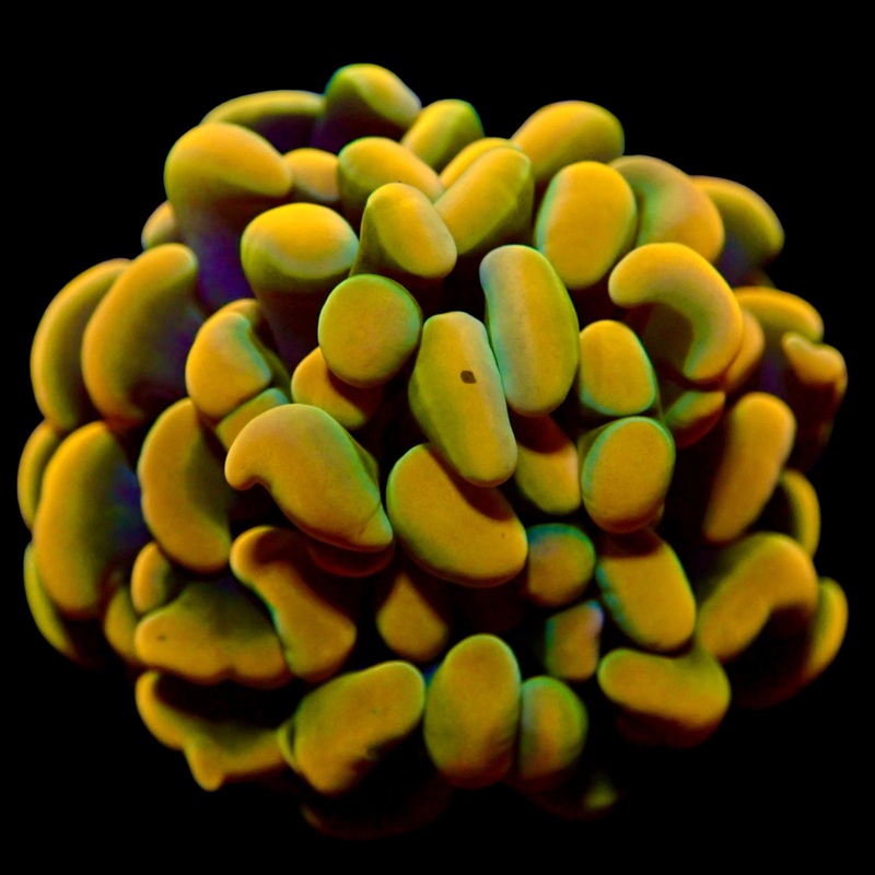 Ultra Gold Branching Hammer Frag