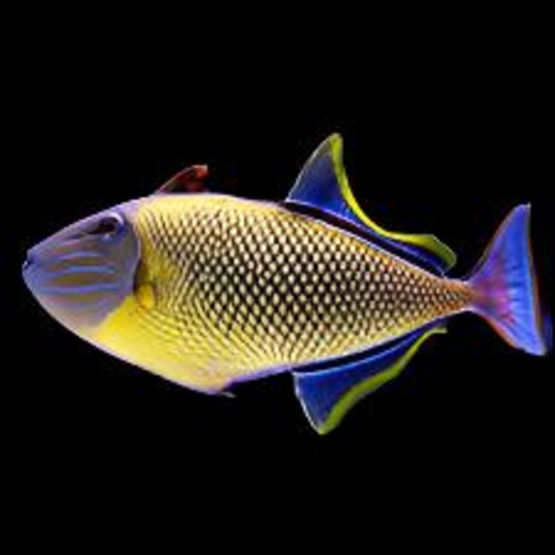 Xanthichthys mento (Crosshatch triggerfish)