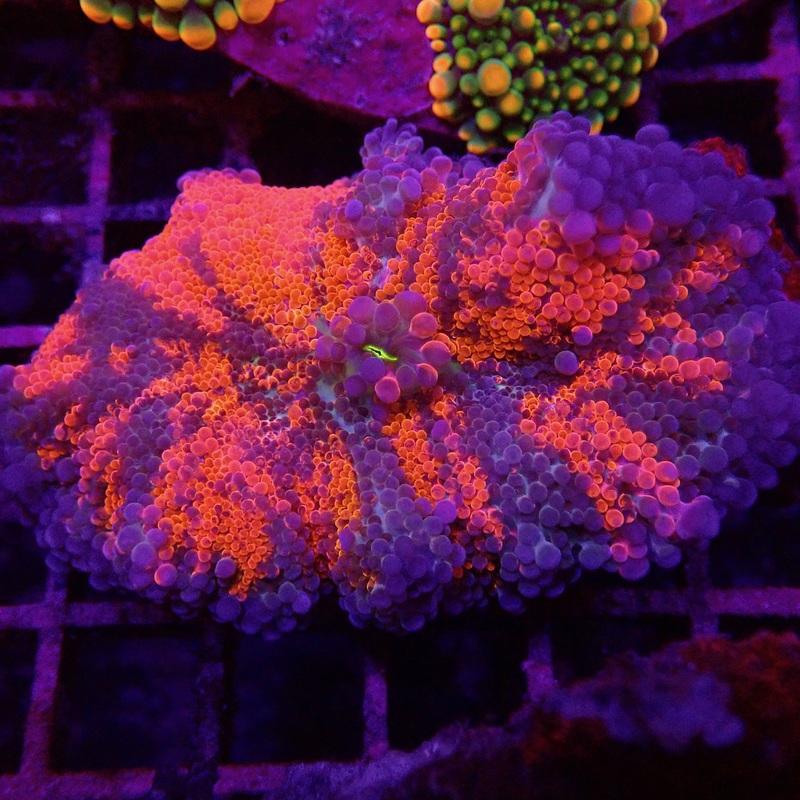 Yuma Mushroom on Scleractinia #2