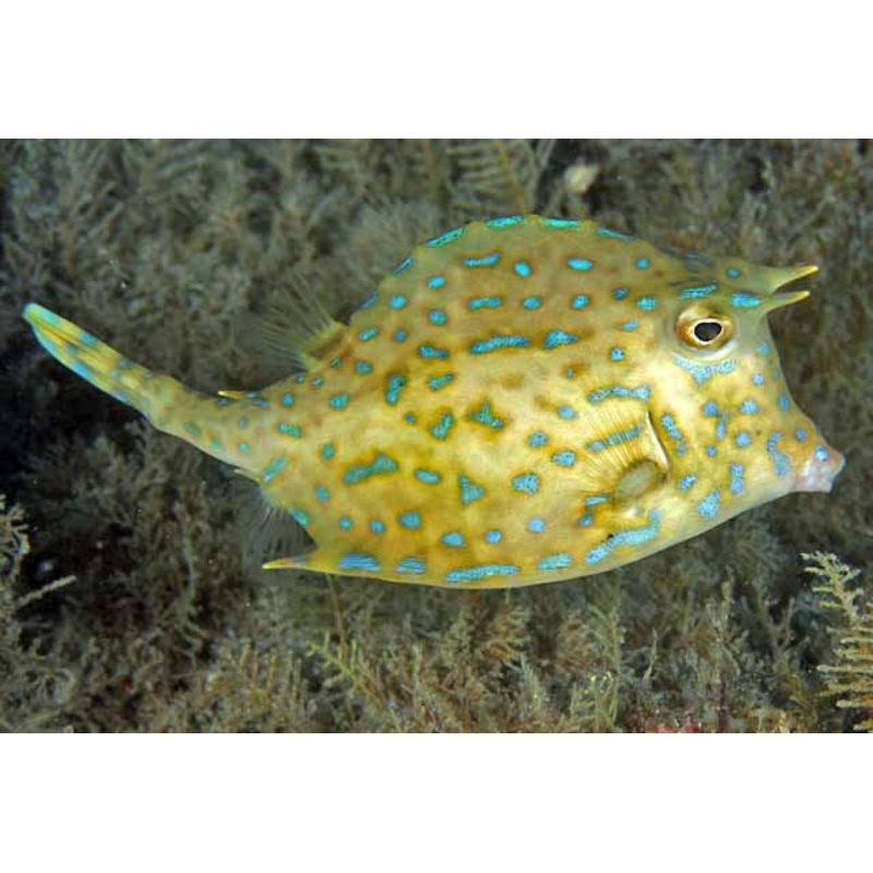 Acanthostracion Quadricornis ( Trunkish Scrawled Blue Spot Cowfish )