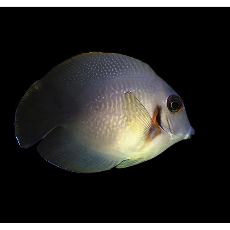 Acanthurus Chronixis (Half Black Mimic Tang)