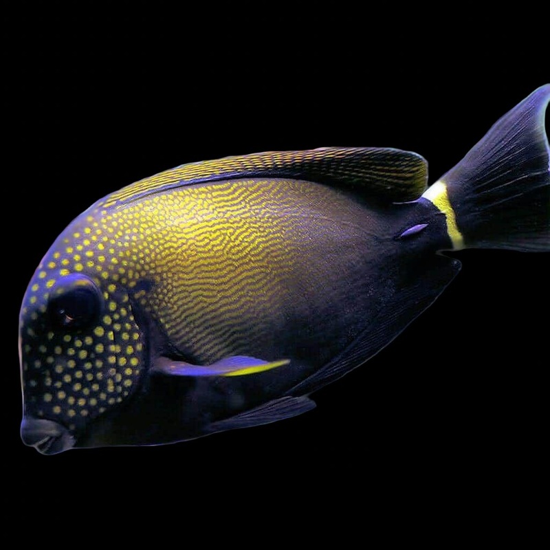 Acanthurus Maculiceps (Maculiceps Tang)
