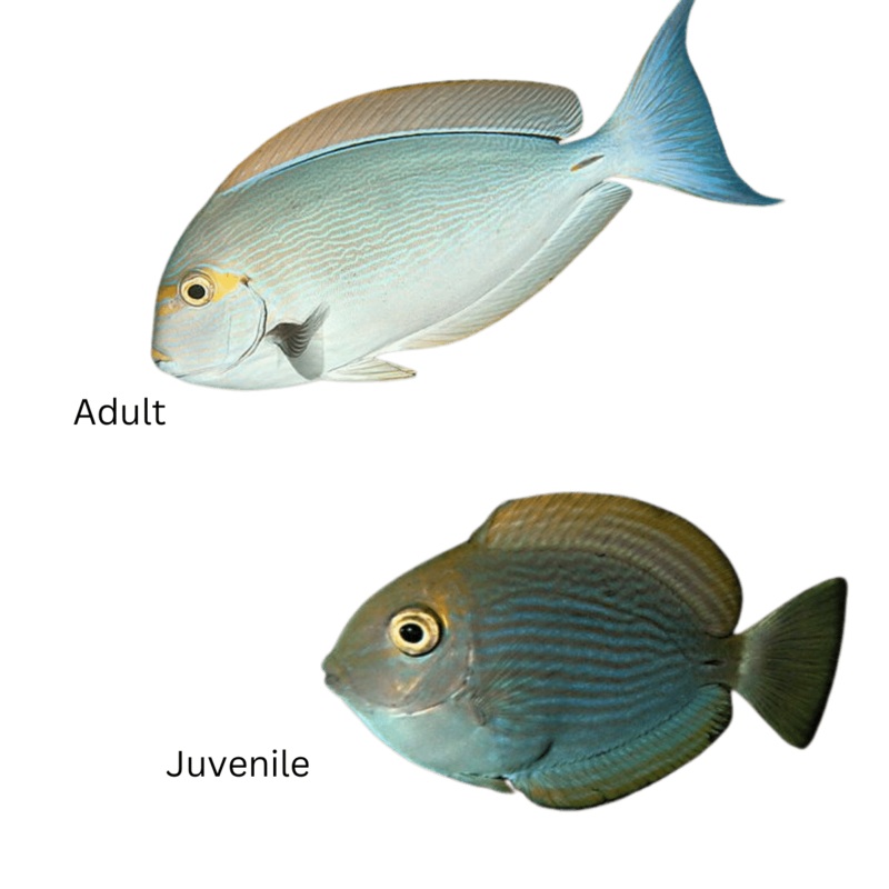 Acanthurus mata (Mata Tang)