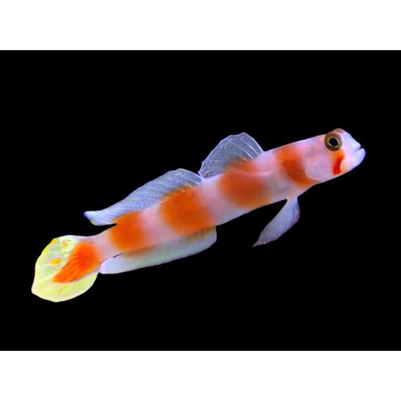 Amblyeleotris aurora (Pink bar Shrimp goby)