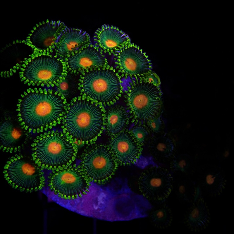 Arafura Button Polyps  frag