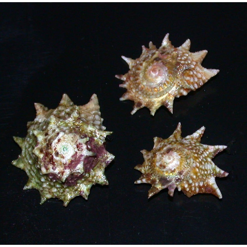 Astrea Phoebia (Spiny Star Astrea)
