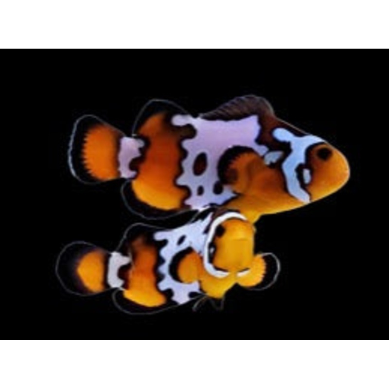 Bullet Hole Clown fish