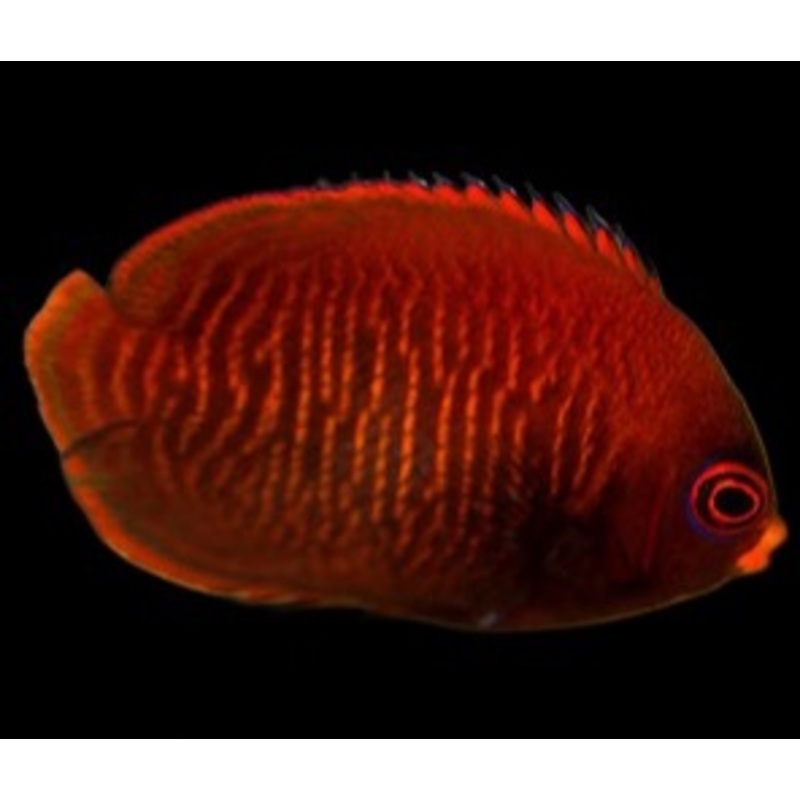 Centropyge aurantia (Golden Angel)