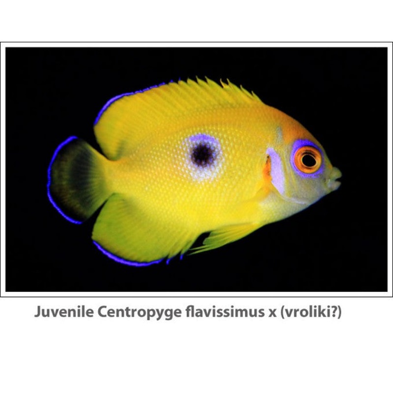 Centropyge Flavissima ( Lemon Peel Blue Spot ) Juvenile