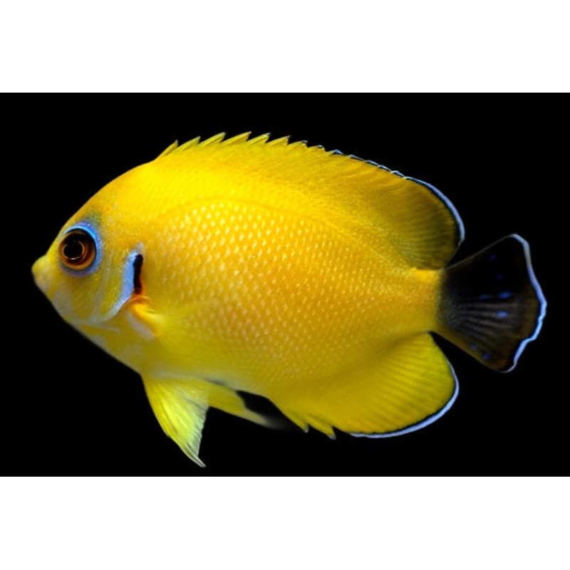 Centropyge flavissima x C. vroliki (Blacktail Lemon peel Hybrid Angelfish)