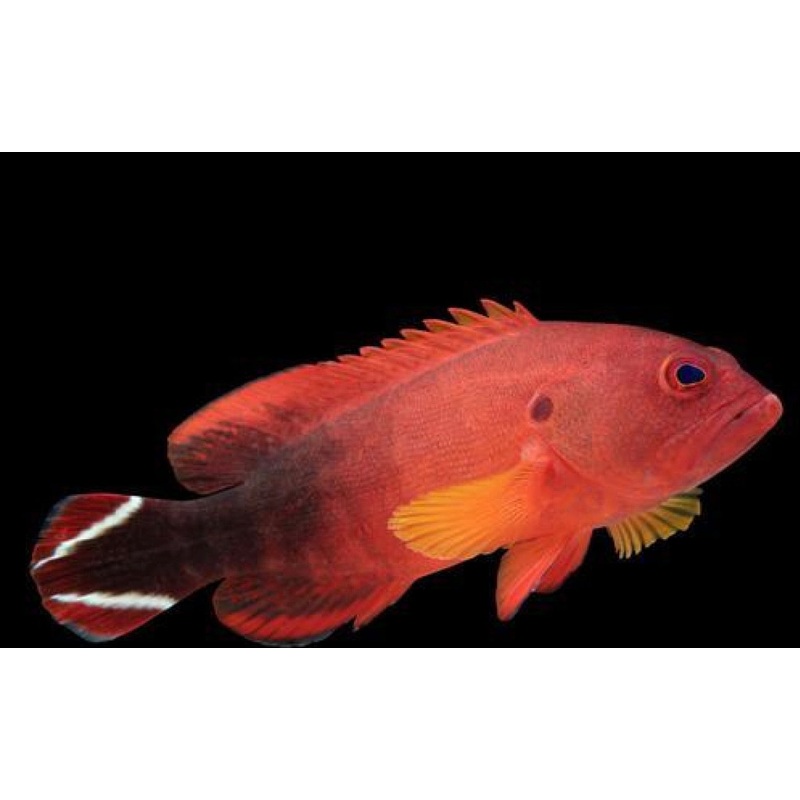 Cephalopholis urodelus (V-Tail Grouper)