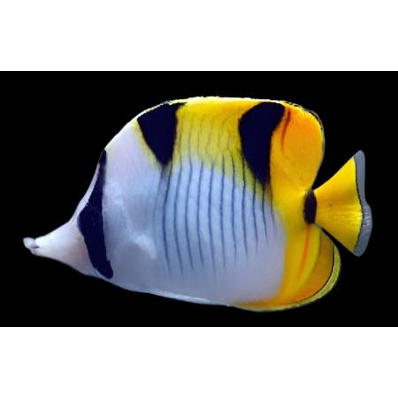 Chaetodon falcula (Falcula Butterfly)