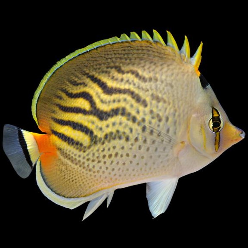 Chaetodon Pelewensis ( Sunset Butterflyfish )