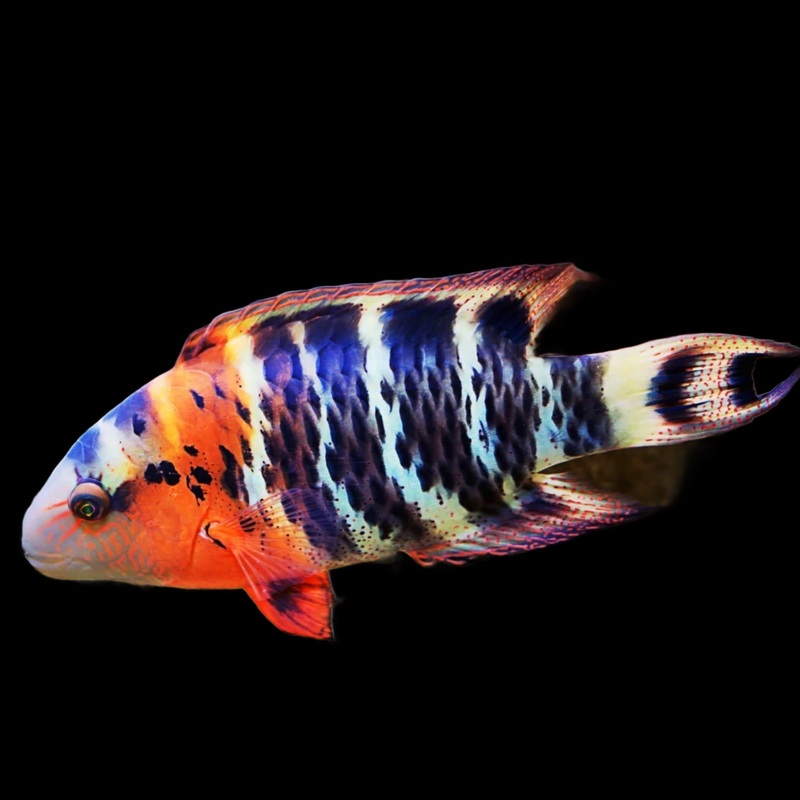 Cheilinus fasciatus (Red Breast Wrasse)