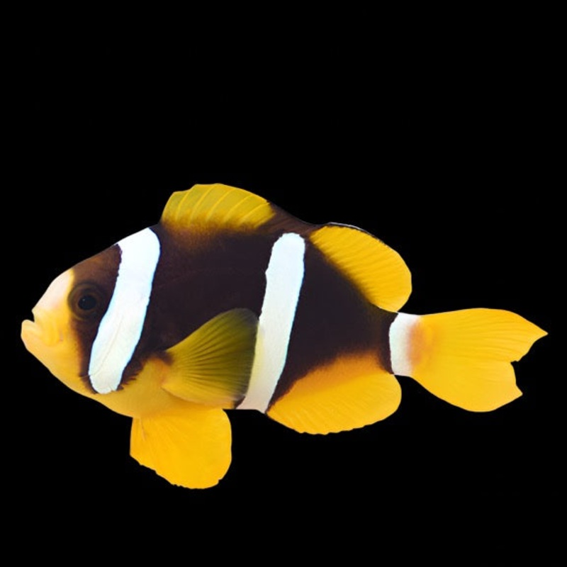 Clarkii Clown