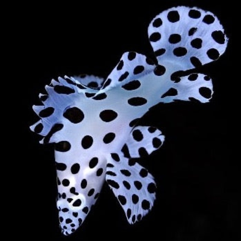 Cromileptes altivelis (Panther Grouper)