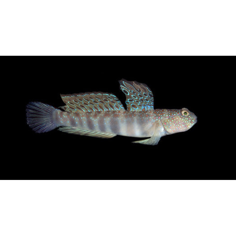Cryptocentrus leptocephalus (Pink Spotted Watchman goby)
