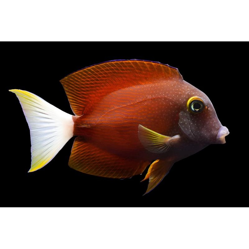 Ctenochaetus flavicauda (White Tail Bristletooth Tang)