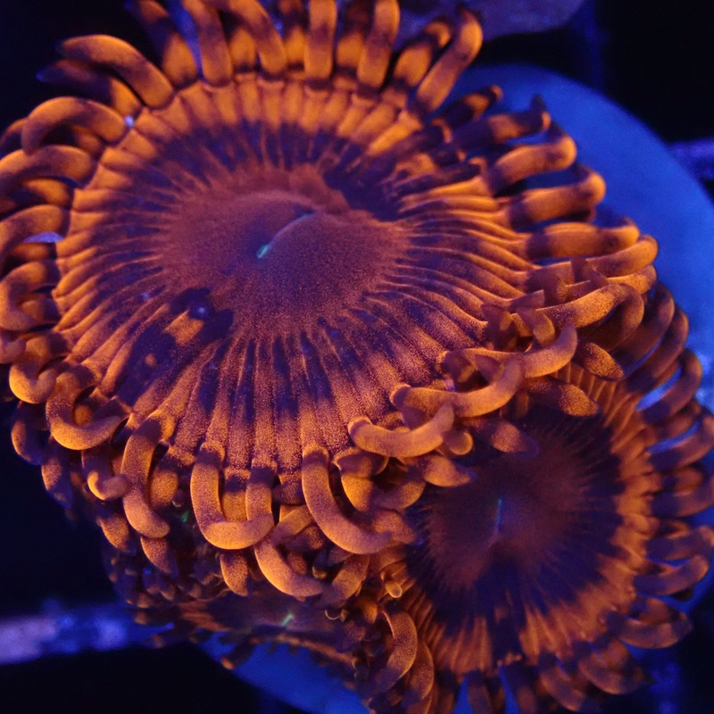 Flaming Mohican Zoanthids